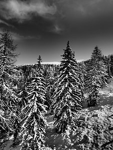 grayscale photo of pine trees covered with snow thumbnail