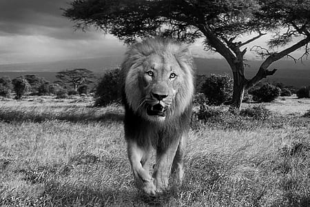 greyscale photo of lion with trees on nackground thumbnail