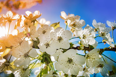 macro photography of white flowers thumbnail