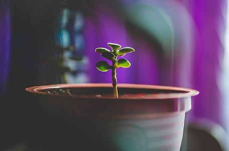 Selective Photography of Green Plant thumbnail