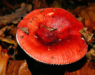 red and orange mushroom thumbnail