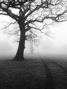 Silhouette of Tree Digital Wallpaper thumbnail