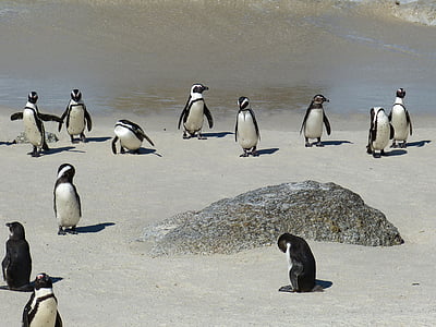 black-and-white penguins on beach thumbnail