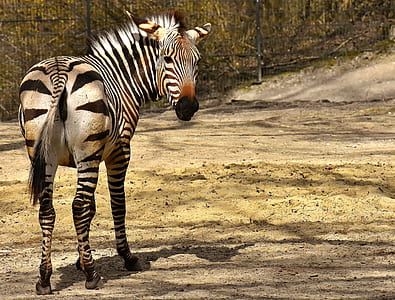 zebra standing on surface thumbnail