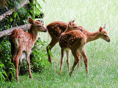 three brown deers photography thumbnail