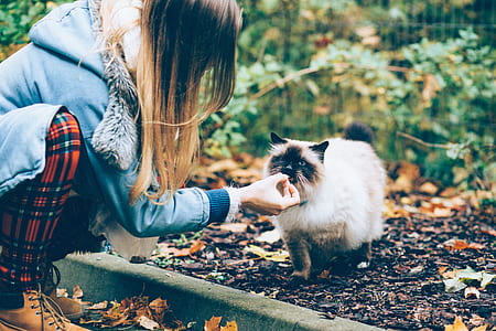 white and gray siamese cat thumbnail