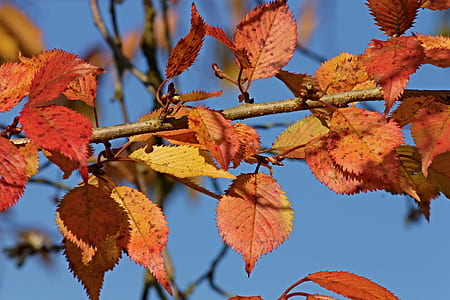 selective focus photography of red leaves attached on branch thumbnail