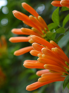 Firecracker Flower, Flame Vine thumbnail
