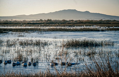 Large group of waterfowl on the lake in autumn with birds in flight and mountains in the background thumbnail