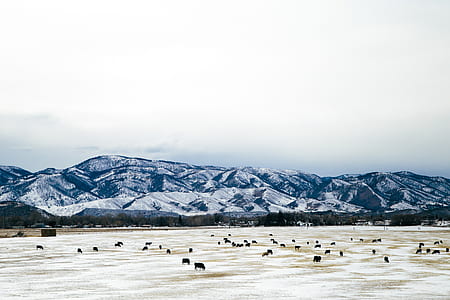 animals on field under cloudy sky thumbnail