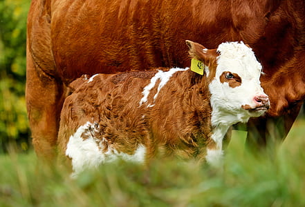 white and brown calf on grass field thumbnail