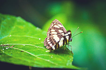 selective focus photography of butterfly on leaf thumbnail