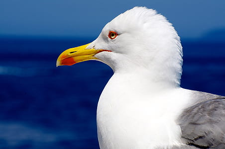 white duck thumbnail
