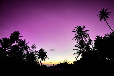 purple sky and tree silhouette photo thumbnail