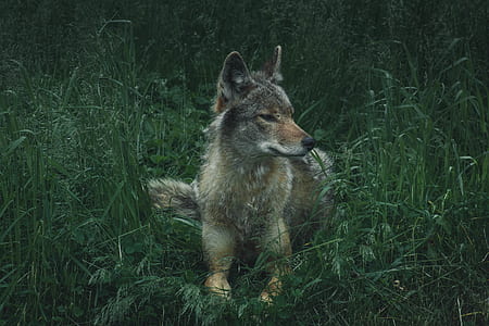brown wolf laying on grass thumbnail