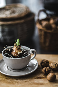 Little seedling in a cut with walnuts and golden pins thumbnail