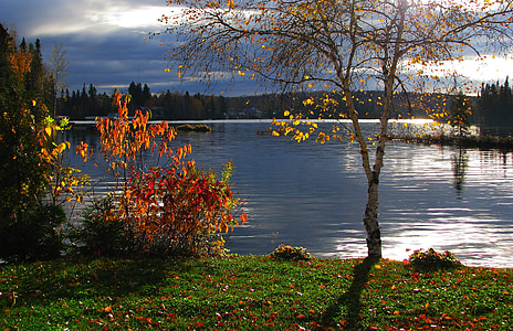 yellow leafed tree across body of water thumbnail