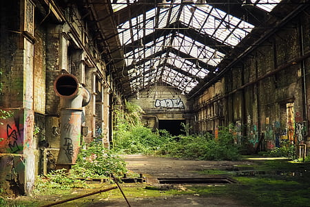 photo of green leaf plants inside brown abandoned building thumbnail