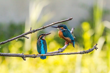 two blue-and-brown birds on gray tree branch thumbnail