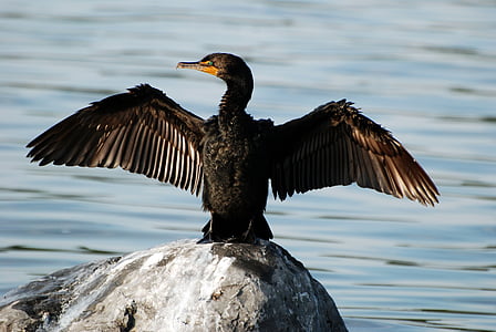 black bird perching on stone thumbnail