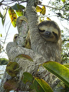 sloth in tree strem thumbnail