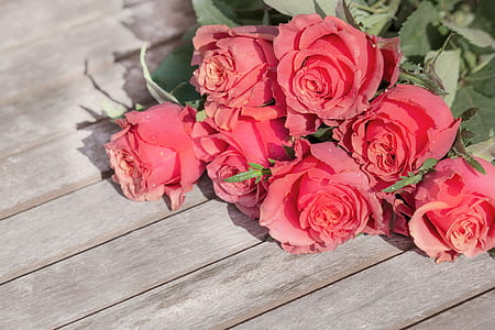 pink roses on wood plank thumbnail