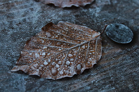 dry leaf thumbnail