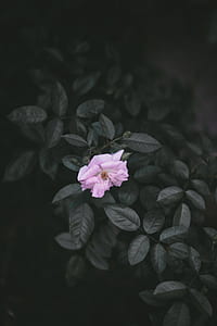 pink flowers surrounded by gray leaves thumbnail