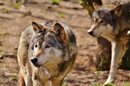 gray and brown wolf in close-up photography during daytime thumbnail