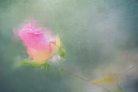 pink rose painting thumbnail