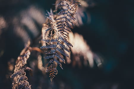 selective focus photo of brown fern thumbnail