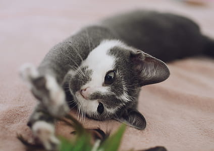 White And Grey Cat thumbnail