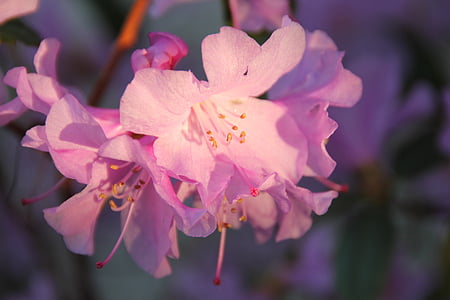 selective focus photo of pink azalea thumbnail