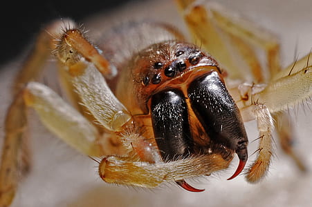 brown and black spider close-up photo thumbnail