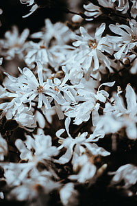 white petaled flowers selective focus photography thumbnail