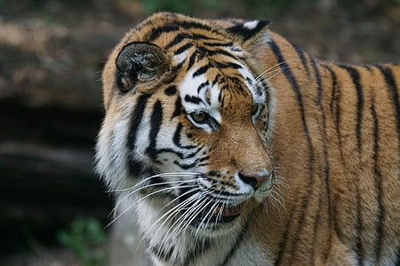 focus photography of a tiger thumbnail