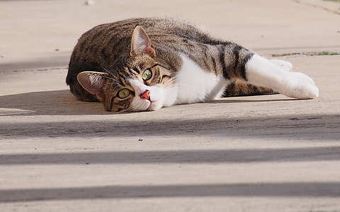 short-fur white, black, and brown cat lying on concrete floor close-up photo thumbnail
