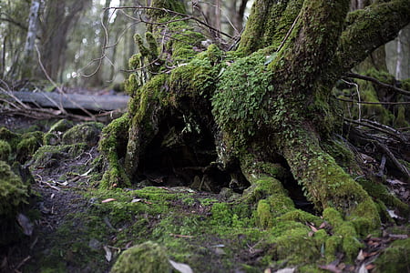 shallow focus photography of tree roots thumbnail