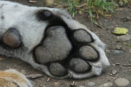 gray animal paw on the grounds thumbnail