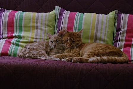 two orange-and-white tabby cats on red and multicolored fabric sofa with throw pillows thumbnail