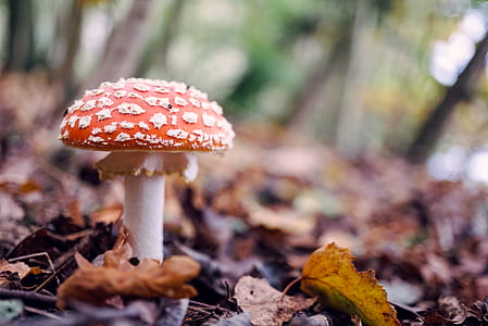 macro shot of orange mushroom during daytime thumbnail