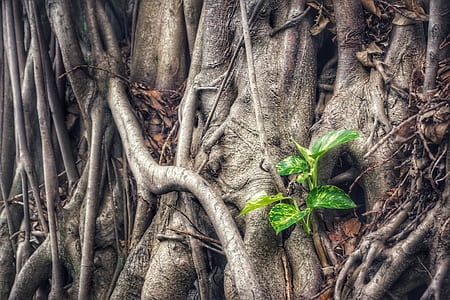 green leaf plant sprouted on trunk of tree thumbnail
