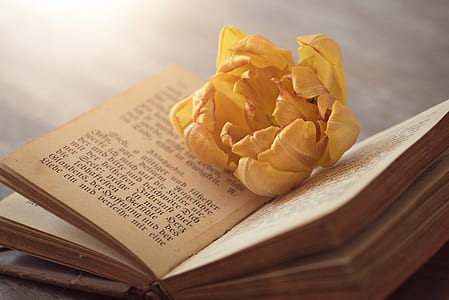yellow tulip on to of opened book thumbnail