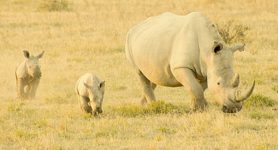 three rhinos walking on grass field thumbnail