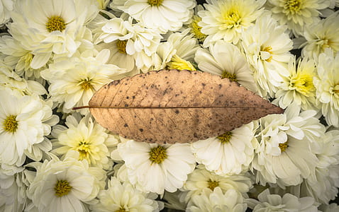 brown leaf thumbnail