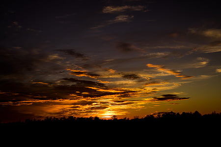 silhouette of trees during golden hour thumbnail