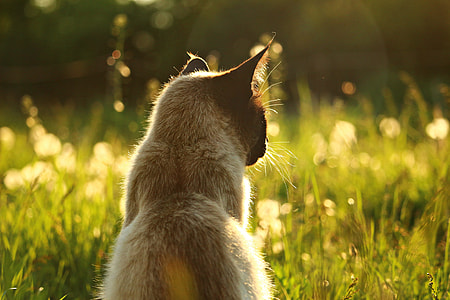 grey and black short-fur cat on green grass thumbnail