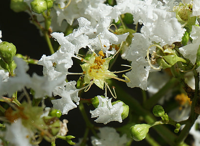 Rain-Wet Crepe Myrtle, Crepe Myrtle thumbnail