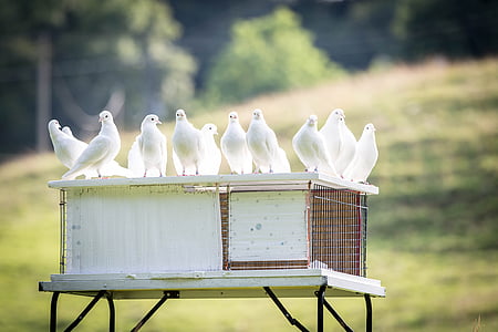 selective focus photo of white pigeons stands on white wooden cage thumbnail
