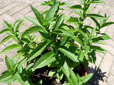 green leaf plant on brown pot thumbnail